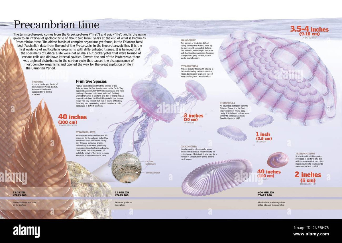  Có thể liên quan đến hệ sinh thái Ediacara. Mawsonites thường được liên hệ với các sinh vật thuộc quần xã Ediacaran biota – nhóm sinh vật kỳ lạ xuất hiện trước kỷ Cambri. Ảnh: alamy.com.