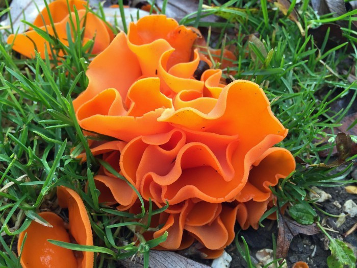  Phân bố ở nhiều nơi trên thế giới. Aleuria aurantia không phải là loài hiếm gặp. Nó được ghi nhận tại nhiều khu vực ôn đới và cận nhiệt đới ở châu Âu, châu Á, Bắc Mỹ và cả một số vùng khác. Nhờ khả năng thích nghi với nhiều loại đất giàu hữu cơ, loài nấm này có phạm vi phân bố khá rộng. Ảnh: Pinterest.