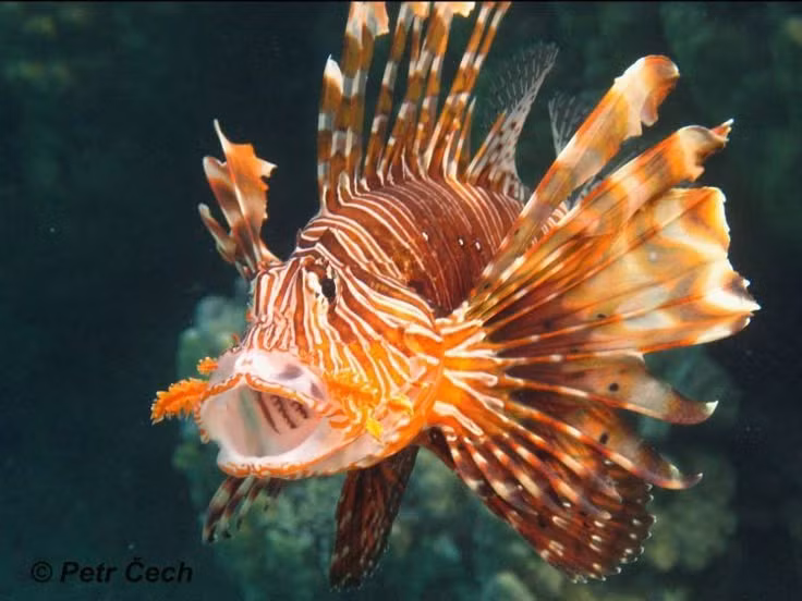  Khả năng sinh sản đáng kinh ngạc. Một con cái có thể đẻ hàng chục nghìn trứng mỗi lần, nhiều lần trong năm, giúp chúng duy trì quần thể đông đúc. Ảnh: Pinterest.