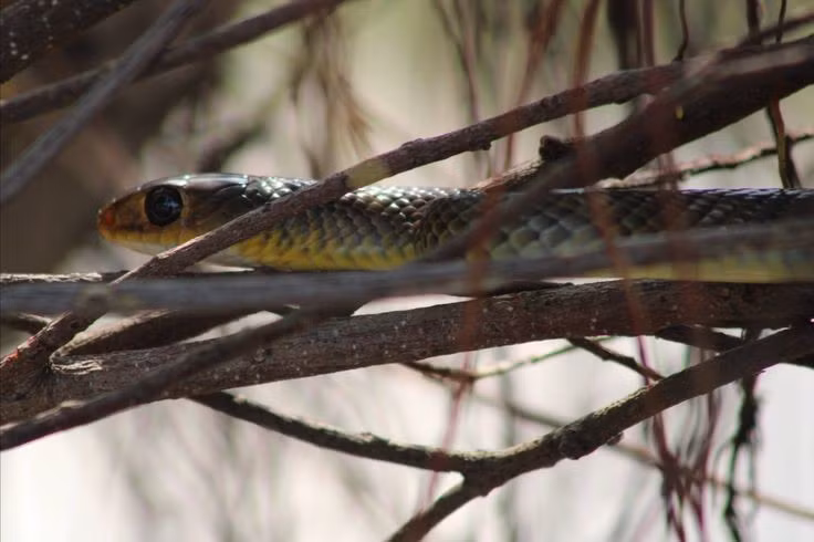  7. Có khả năng leo trèo và bơi rất tốt. Rắn ráo không chỉ nhanh nhẹn trên cạn mà còn leo lên bụi rậm, cây thấp hoặc lội qua mương rạch một cách dễ dàng để săn mồi. Ảnh: Pinterest.