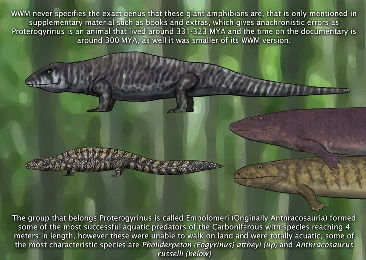  Có đặc điểm trung gian giữa cá và lưỡng cư. Cấu trúc cơ thể Proterogyrinus phản ánh giai đoạn tiến hóa chuyển tiếp từ cá lên lưỡng cư. Ảnh: Pinterest.