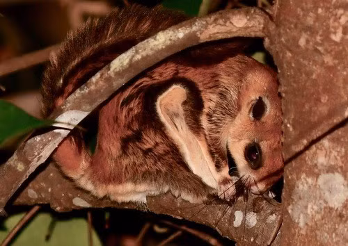  6. Phân bố rộng khắp Đông Nam Á. Chúng được tìm thấy ở nhiều khu rừng tại Thái Lan, Malaysia, Indonesia, Myanmar và Việt Nam, đặc biệt là những khu rừng nguyên sinh rậm rạp. Ảnh: inaturalist.