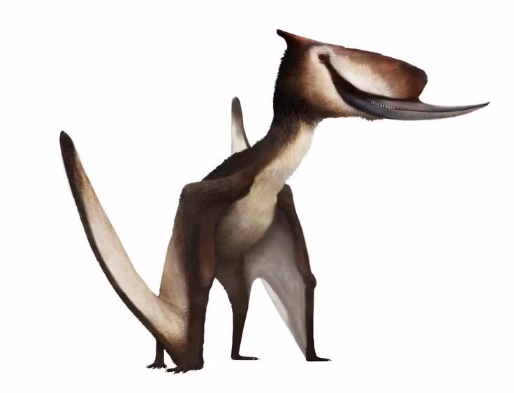  Sống vào đầu kỷ Phấn trắng. Dsungaripterus là một trong những loài pterosaur cuối cùng hiện diện trên quả đất trước khi nhóm bò sát bay này tuyệt chủng. Ảnh: Pinterest.