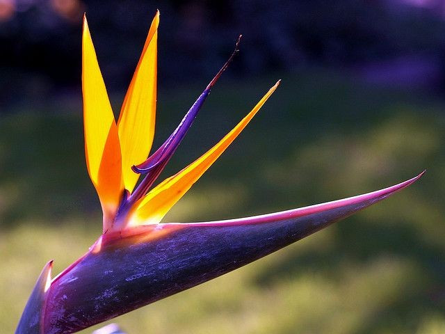  Hình dáng hoa giống chim thiên đường đang bay. Tên gọi “hoa thiên điểu” xuất phát từ cấu trúc hoa đặc biệt, với cánh hoa vươn dài và phần mo cứng trông như đầu chim, gợi liên tưởng đến loài chim thiên đường đang sải cánh. Đây cũng là lý do loài hoa này gây ấn tượng mạnh về mặt thị giác. Ảnh: Pinterest.