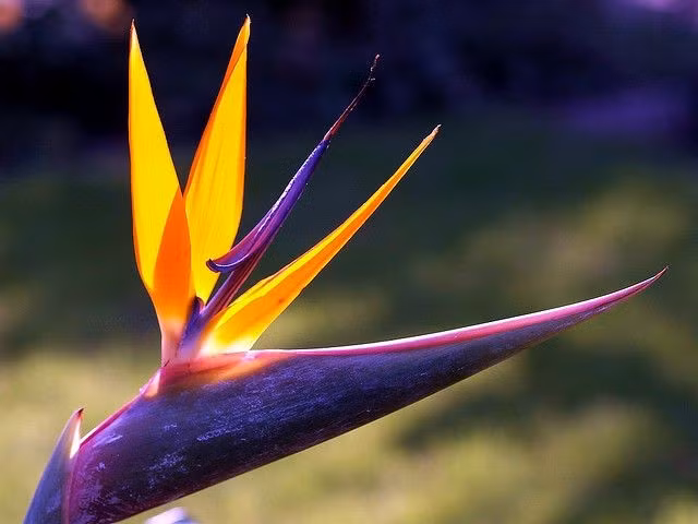  Hình dáng hoa giống chim thiên đường đang bay. Tên gọi “hoa thiên điểu” xuất phát từ cấu trúc hoa đặc biệt, với cánh hoa vươn dài và phần mo cứng trông như đầu chim, gợi liên tưởng đến loài chim thiên đường đang sải cánh. Đây cũng là lý do loài hoa này gây ấn tượng mạnh về mặt thị giác. Ảnh: Pinterest.