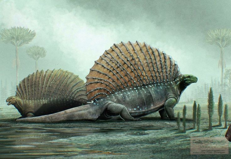  Thường được so sánh với Dimetrodon. Cả hai loài đều có cánh buồm lưng, nhưng Dimetrodon là loài ăn thịt, còn Edaphosaurus ăn thực vật. Ảnh: Pinterest.