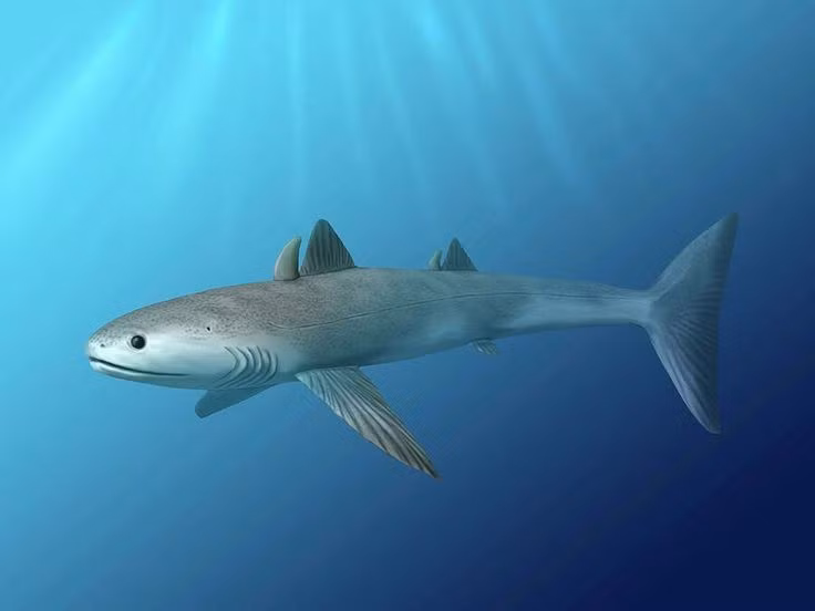  Kích thước nhỏ nhưng tốc độ đáng kinh ngạc. Dài chỉ khoảng 1,2–2 mét, Cladoselache không lớn nhưng có thân hình thuôn gọn và đuôi khỏe, giúp nó bơi nhanh để săn mồi trong đại dương cổ. Ảnh: Pinterest.