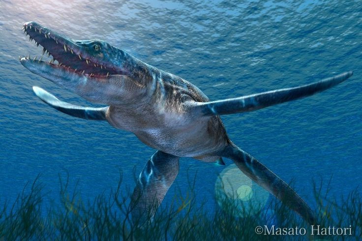  1. Sống cách đây khoảng 150 triệu năm. Loài này tồn tại vào cuối kỷ Jura, khi các đại dương đầy rẫy những sinh vật khổng lồ và cạnh tranh sinh tồn khốc liệt. Ảnh: Pinterest.