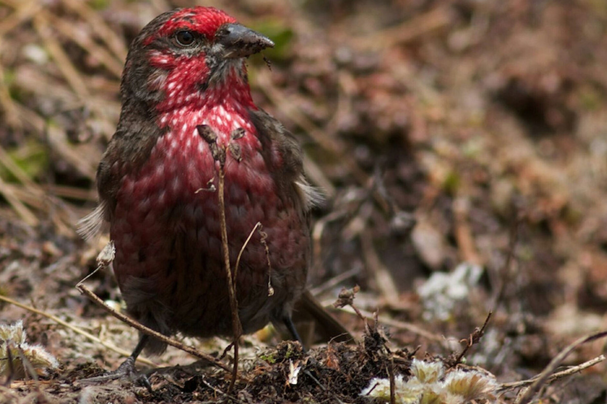  Là nơi sinh sống của nhiều loài động vật cực kỳ quý hiếm. Các nhà khoa học ghi nhận báo tuyết, gấu đen châu Á, vượn hoolock và nhiều loài chim đặc hữu tại đây. Ảnh: aseanbiodiversity.org.