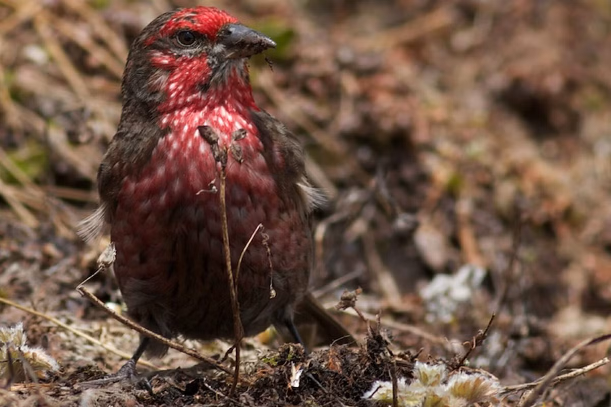  Là nơi sinh sống của nhiều loài động vật cực kỳ quý hiếm. Các nhà khoa học ghi nhận báo tuyết, gấu đen châu Á, vượn hoolock và nhiều loài chim đặc hữu tại đây. Ảnh: aseanbiodiversity.org.