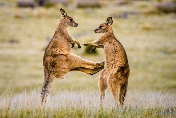  7. Con đực thường giao đấu để tranh bạn tình. Những trận “boxing” giữa kangaroo đực rất nổi tiếng, khi chúng dùng chân để tấn công và và đuôi để giữ thăng bằng. Ảnh: Pinterest.