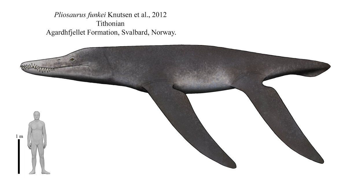  3. Chiều dài cơ thể có thể lên tới 13 mét. Một số mẫu hóa thạch cho thấy Pliosaurus có thể đạt chiều dài bằng một chiếc xe buýt và nặng tới hàng chục tấn. Ảnh: Pinterest.