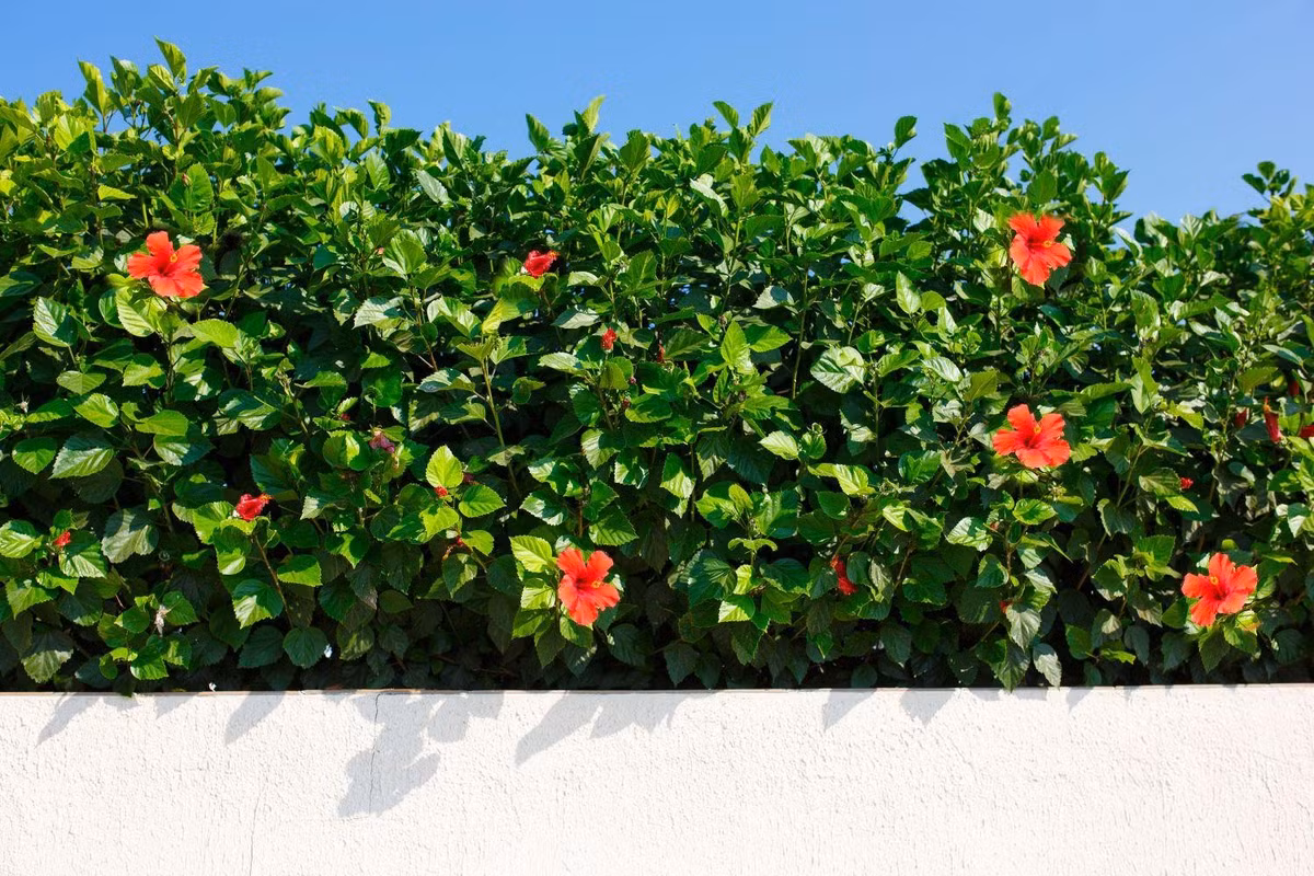 Ảnh: elledecoration. Không chỉ có giá trị trang trí, dâm bụt còn gắn liền với nhiều công dụng dân gian. Ở một số nơi, lá và hoa được dùng làm nguyên liệu trong các bài thuốc truyền thống, như hỗ trợ làm mát cơ thể hoặc chăm sóc tóc. Ngoài ra, hoa dâm bụt còn được sử dụng trong ẩm thực ở một số nền văn hóa, chẳng hạn như pha trà hoặc làm siro, mang lại hương vị thanh nhẹ và màu sắc hấp dẫn. Về mặt biểu tượng, dâm bụt mang nhiều ý nghĩa khác nhau tùy theo từng nền văn hóa. Ở Việt Nam, nó thường gắn với sự giản dị, mộc mạc và gần gũi. Trong khi đó, tại Hawaii, hoa dâm bụt được xem là biểu tượng của vẻ đẹp nữ tính và lòng hiếu khách. Những bông hoa đỏ rực còn có thể tượng trưng cho tình yêu nồng cháy và sức sống mạnh mẽ.