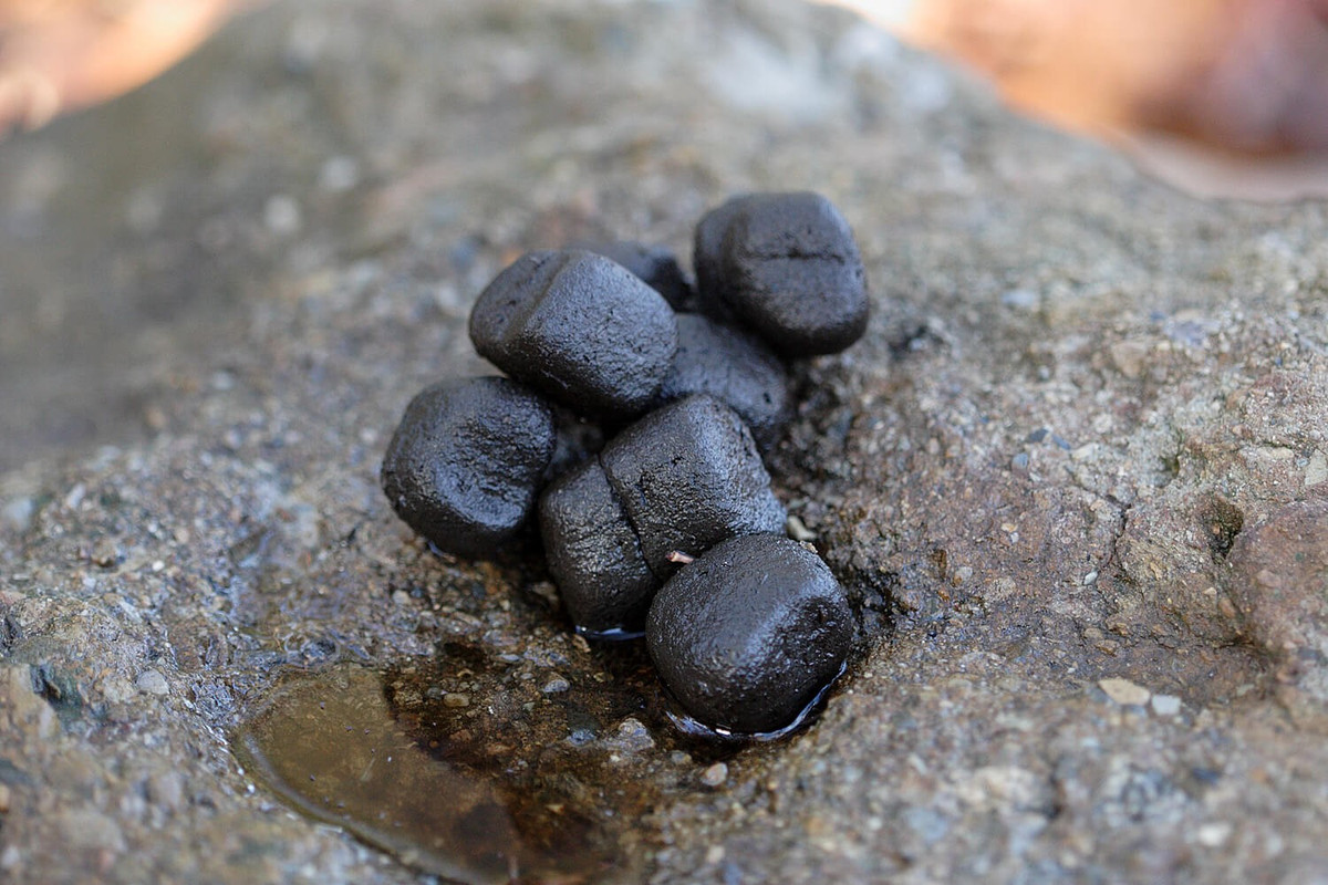  Thải phân hình khối vuông độc đáo. Điểm đặc biệt nổi tiếng nhất là phân của chúng có dạng lập phương, giúp không bị lăn đi và dùng để đánh dấu lãnh thổ. Ảnh: museumsvictoria.com.au.