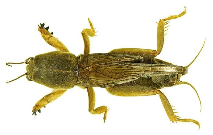  Được xem là “kỹ sư hệ sinh thái” của đất. Dù đôi khi gây hại cho cây trồng, dế trũi cũng đóng vai trò tích cực trong tự nhiên. Việc đào hang liên tục giúp đất tơi xốp, tăng khả năng thoáng khí và cải thiện sự thấm nước, từ đó góp phần duy trì sức khỏe của hệ sinh thái đất. Ảnh: Pinterest.