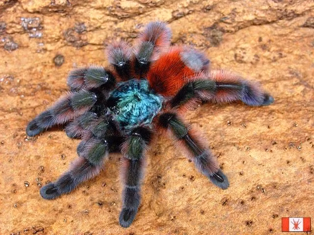  Tuổi thọ đáng kinh ngạc. Cá thể cái của nhện tarantula có thể sống tới 20 năm hoặc lâu hơn, trong khi con đực thường chỉ sống vài năm. Ảnh: Pinterest.