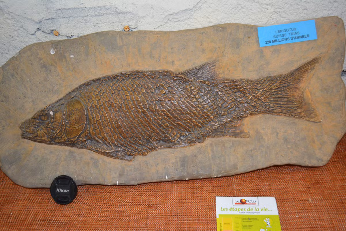  Thức ăn phong phú. Lepidotes là loài ăn tạp, có thể ăn cả động vật nhỏ lẫn thực vật dưới nước. Ảnh: etsystatic.com.