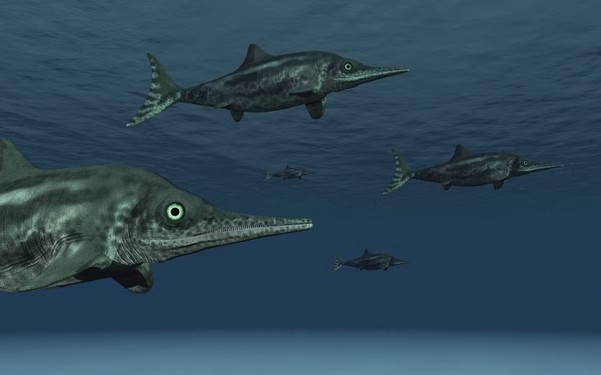  Là biểu tượng của tiến hóa sinh vật biển. Stenopterygius này thể hiện sự chuyển đổi từ động vật trên cạn sang động vật hoàn toàn thích nghi dưới nước. Ảnh: bigcommerce.com.