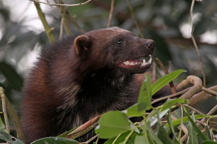  Răng và hàm cực khỏe. Hàm chồn gulo có thể nghiền nát xương đông cứng giữa mùa đông, giúp chúng tận dụng tối đa nguồn thức ăn. Ảnh: Pinterest.