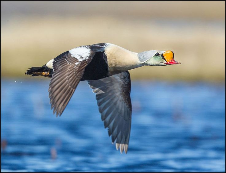  Chúng di cư đường dài vào mùa đông. Nhiều quần thể bay hàng ngàn km về phía Nam để tránh lạnh cực điểm. Ảnh: Pinterest.