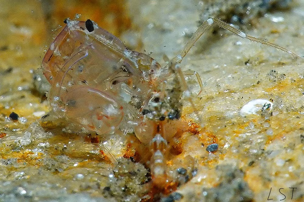  Khả năng ngụy trang rất hiệu quả. Nhờ thân hình giống cành rong hay gai san hô, tôm xương gai dễ dàng “biến mất” trong môi trường sống, giúp tránh khỏi kẻ săn mồi. Ảnh: litoraldegranada.ugr.es.