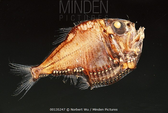  Phân bố rộng. Loài cá này có phạm vi phân bố rộng ở các vùng biển nhiệt đới và cận nhiệt đới Thái Bình Dương. Số lượng lớn và phân bố rộng khiến chúng trở thành mắt xích quan trọng trong chuỗi thức ăn đại dương. Ảnh: mindenpictures.com.