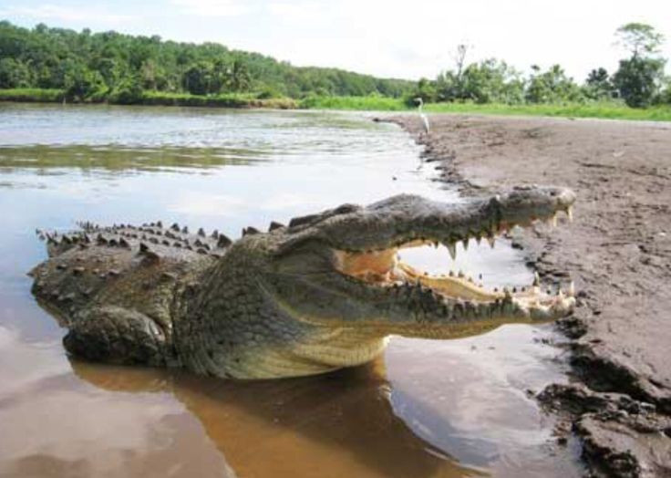 View - Hàm răng kỳ dị của loài cá sấu dài 5 mét, chỉ có ở Nam Mỹ | Báo Tri thức và Cuộc sống - TIN TỨC PHỔ BIẾN KIẾN THỨC 24H