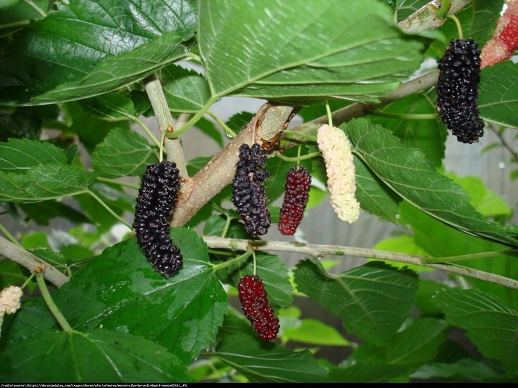  Khả năng thích nghi với môi trường rất cao. Dâu tằm có thể sinh trưởng trên nhiều loại đất khác nhau, chịu hạn, chịu rét tương đối tốt và dễ trồng, nhờ đó được du nhập và phát triển rộng rãi ở nhiều châu lục. Ảnh: Pinterest.