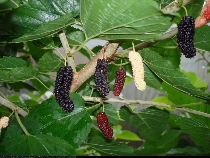  Khả năng thích nghi với môi trường rất cao. Dâu tằm có thể sinh trưởng trên nhiều loại đất khác nhau, chịu hạn, chịu rét tương đối tốt và dễ trồng, nhờ đó được du nhập và phát triển rộng rãi ở nhiều châu lục. Ảnh: Pinterest.