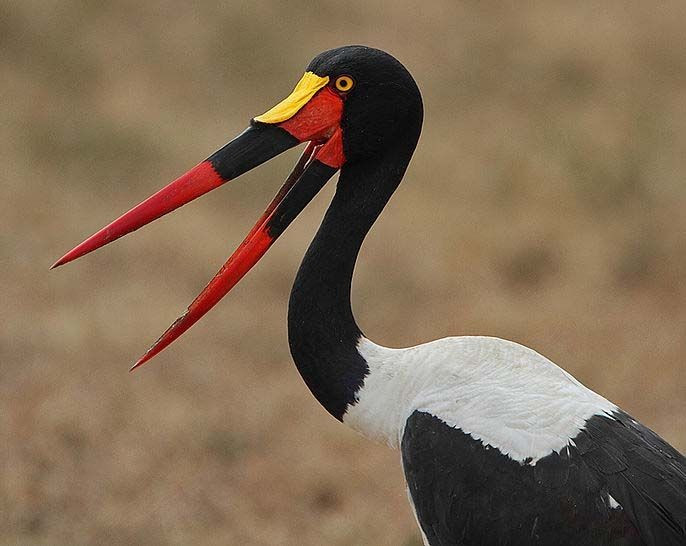  Tổ làm trên cây cao hoặc bụi rậm. Chúng xây tổ lớn bằng cành khô trên cây cao gần nguồn nước, nơi tương đối an toàn trước thú săn mồi và ít bị con người quấy nhiễu. Ảnh: Pinterest.