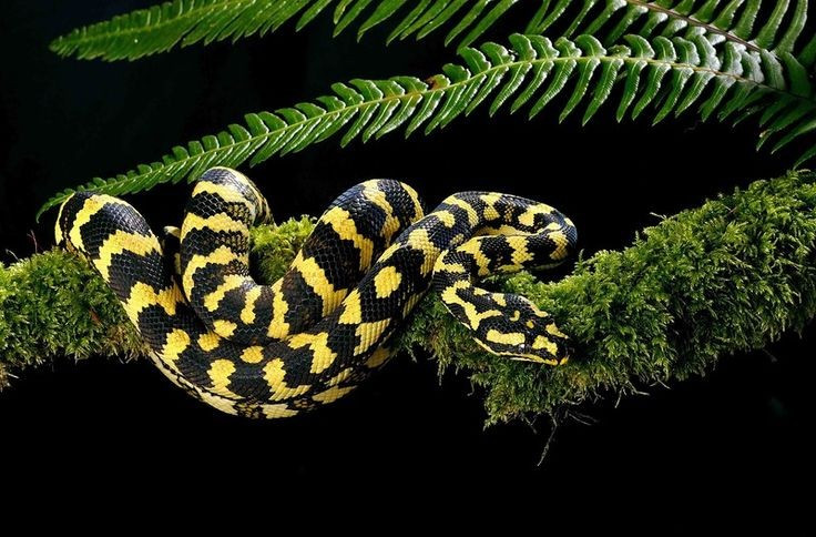  Tên “trăn thảm” bắt nguồn từ hoa văn độc đáo trên da. Cơ thể chúng có các họa tiết vàng, nâu và đen xen kẽ như thảm trang trí. Ảnh: Pinterest.