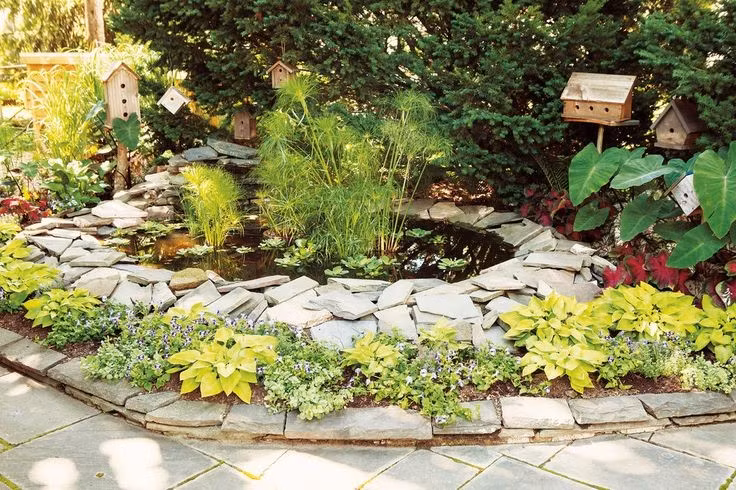  Hiện vẫn được trồng làm cảnh. Nhiều nơi trên thế giới trồng cói giấy như một loài cây thủy sinh trang trí. Ảnh: Pinterest.