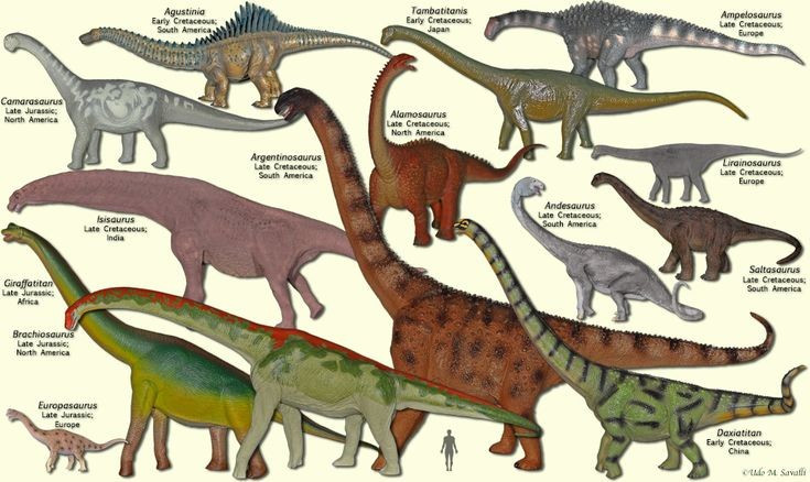  Kích thước ước đoán ở mức trung bình trong nhóm sauropod. Dựa trên hóa thạch không hoàn chỉnh, Agustinia có thể dài khoảng 15–18 mét, nhỏ hơn các họ hàng khổng lồ như Argentinosaurus. Ảnh: Pinterest.