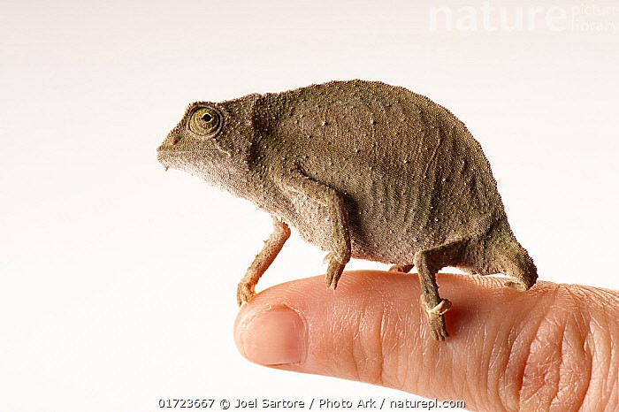  Dễ bị tổn thương trước biến đổi môi trường. Việc phá rừng và buôn bán thú cảnh khiến quần thể Rieppeleon brevicaudatus suy giảm, làm dấy lên lo ngại về bảo tồn lâu dài. Ảnh: infradoxxs.com.