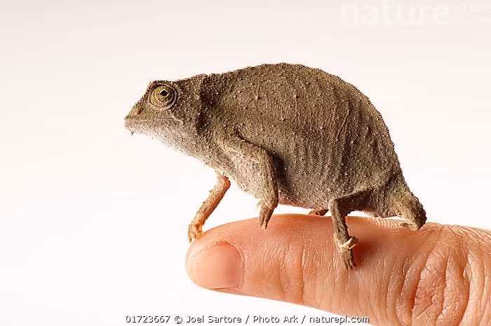  Dễ bị tổn thương trước biến đổi môi trường. Việc phá rừng và buôn bán thú cảnh khiến quần thể Rieppeleon brevicaudatus suy giảm, làm dấy lên lo ngại về bảo tồn lâu dài. Ảnh: infradoxxs.com.