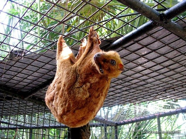  Chế độ ăn hoàn toàn thực vật. Chồn bay Philippines chủ yếu ăn lá non, hoa, quả và chồi cây. Dù thức ăn có hàm lượng dinh dưỡng thấp, hệ tiêu hóa đặc biệt của chúng giúp xử lý hiệu quả các loại lá cứng và xơ trong rừng nhiệt đới. Ảnh: Pinterest.