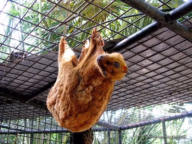  Chế độ ăn hoàn toàn thực vật. Chồn bay Philippines chủ yếu ăn lá non, hoa, quả và chồi cây. Dù thức ăn có hàm lượng dinh dưỡng thấp, hệ tiêu hóa đặc biệt của chúng giúp xử lý hiệu quả các loại lá cứng và xơ trong rừng nhiệt đới. Ảnh: Pinterest.