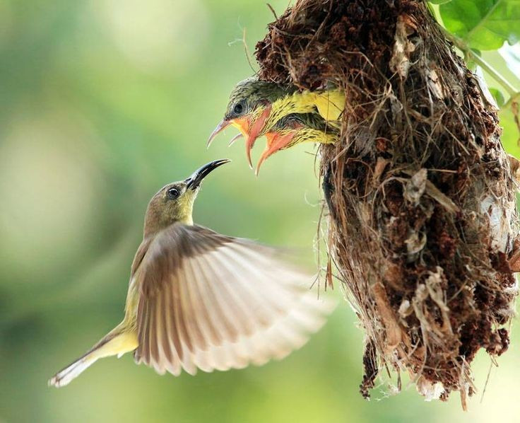  Tổ chim tinh xảo và khéo léo. Tổ của chim hút mật thường treo lơ lửng, được dệt từ sợi thực vật, tơ nhện và lá khô, có hình túi nhỏ giúp bảo vệ trứng và chim non khỏi kẻ thù. Ảnh: Pinterest.
