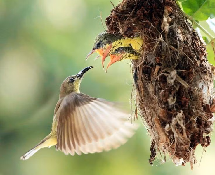  Tổ chim tinh xảo và khéo léo. Tổ của chim hút mật thường treo lơ lửng, được dệt từ sợi thực vật, tơ nhện và lá khô, có hình túi nhỏ giúp bảo vệ trứng và chim non khỏi kẻ thù. Ảnh: Pinterest.