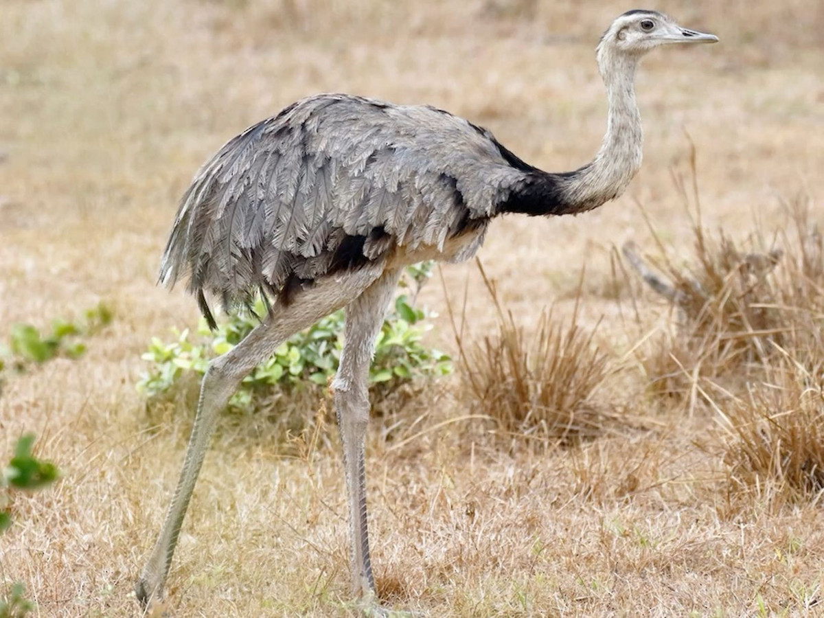  Đôi chân dài cực kỳ khỏe. Chúng sở hữu đôi chân dài, cơ bắp phát triển giúp chạy rất nhanh để trốn tránh kẻ săn mồi. Ảnh: Pinterest.
