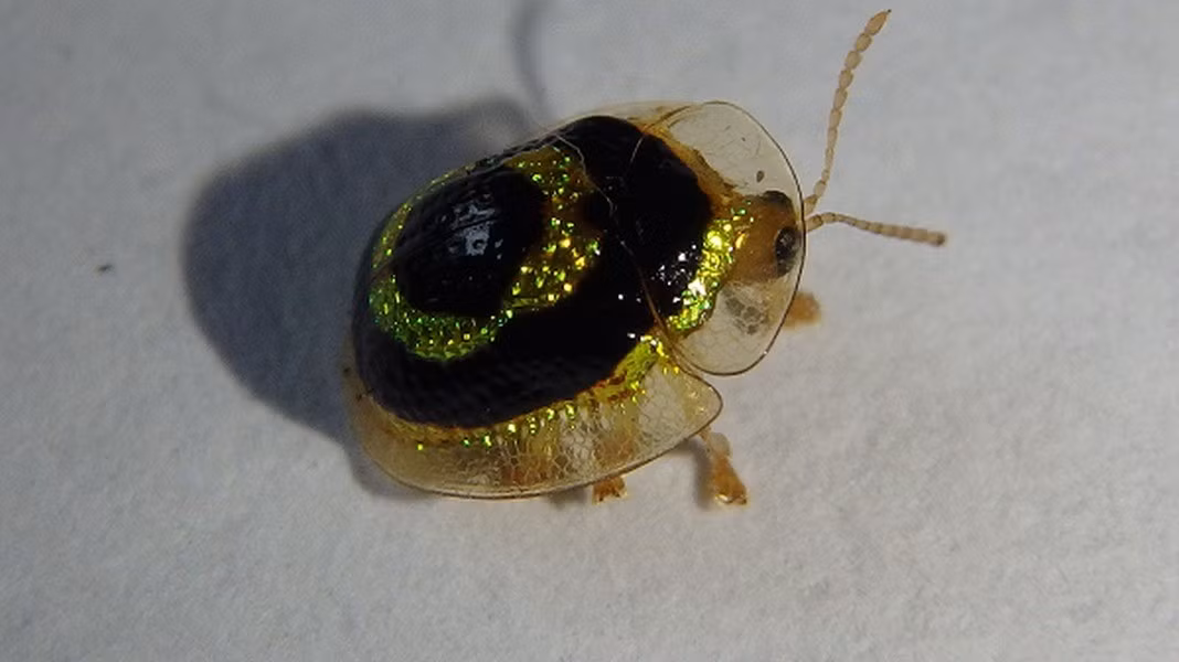 Charidotella sexpunctata là một loài bọ rùa vàng có khả năng biến đổi hình dạng tùy vào môi trường bằng cách thay đổi hệ thống luân chuyển mạch trong cơ thể. Đây là giống côn trùng phân bố rộng rãi ở Bắc Mỹ.