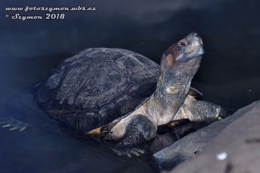  7. Tuổi thọ cao. Chúng có thể sống hơn 50 năm trong điều kiện tự nhiên và thậm chí lâu hơn nếu được nuôi dưỡng tốt. Ảnh: biolib.cz.