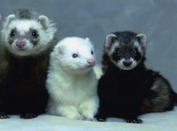  Hành vi chơi đùa phản ánh trí thông minh cao. Loài này thường chơi các trò rượt đuổi, giấu đồ vật hoặc giả vờ tấn công, cho thấy khả năng học hỏi và tương tác xã hội khá phát triển. Ảnh: Pinterest.