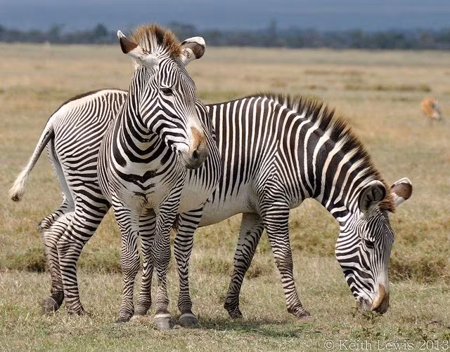  Chúng có tập tính xã hội linh hoạt. Không giống ngựa vằn đồng bằng sống theo đàn cố định, ngựa vằn Grévy có thể sống đơn lẻ hoặc trong nhóm tạm thời, tùy thuộc vào điều kiện thức ăn và nước. Ảnh: Pinterest.