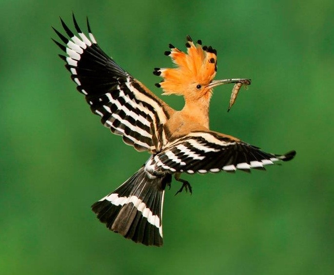  Chiếc mào như vương miện. Chim đầu rìu (Upupa epops) nổi bật với chiếc mào màu cam nhạt viền đen, có thể xòe ra như chiếc quạt khi kích động hoặc thu lại khi nghỉ ngơi. Ảnh: Pinterest.