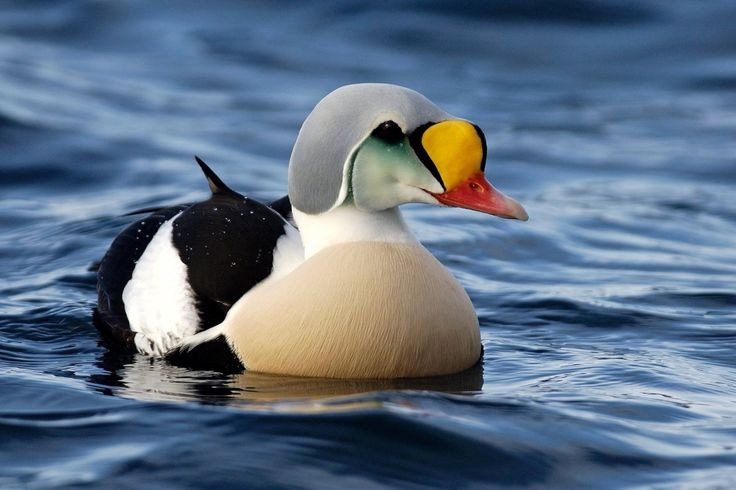  Sống chủ yếu tại vòng Bắc Cực. Loài vịt nhung sườn đen phân bố ở Alaska, Greenland, Canada và vùng bờ biển Siberia. Ảnh: Pinterest.