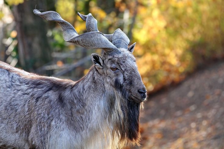  Sở hữu cặp sừng xoắn lớn bậc nhất họ nhà dê. Sừng của dê núi sừng xoắn có thể dài hơn 1,5 mét, xoắn như mũi khoan và tiếp tục phát triển suốt đời con vật. Ảnh: Pinterest.