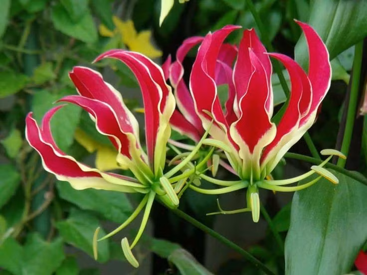  Cực độc với con người. Củ của cây chứa colchicine có thể gây tử vong nếu nuốt phải chỉ với liều rất nhỏ. Ảnh: Pinterest.