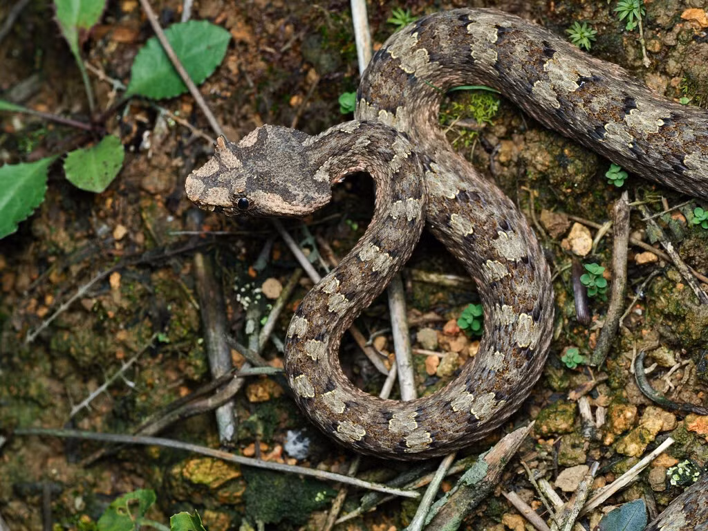  6. Kích thước cơ thể tương đối nhỏ. Rắn trưởng thành thường chỉ dài khoảng 50–70 cm, thân hình thanh mảnh và đầu hình tam giác – đặc điểm phổ biến của rắn lục. Ảnh: iNaturalist.