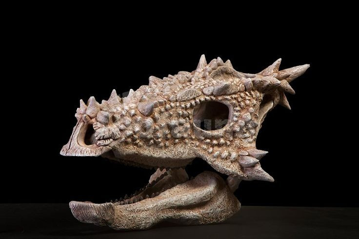  Sở hữu hộp sọ khác thường. Dracorex có hộp sọ dài, dẹt, nhiều gai nhọn và u xương nhô ra, tạo vẻ ngoài dữ dằn dù thực chất là loài ăn cỏ. Ảnh: Pinterest.